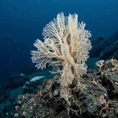 Antarctic Glass Sponge