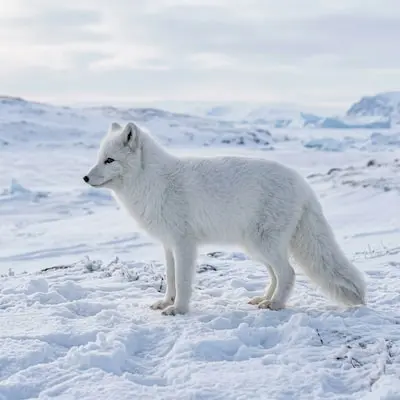 Arctic Fox