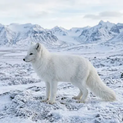 Arctic Fox