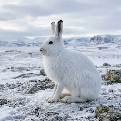 Arctic Hare