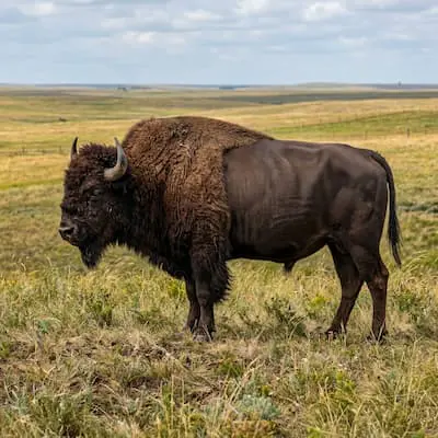 Beefalo