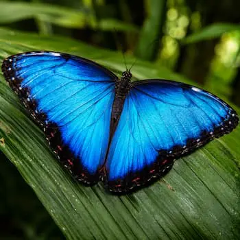 Blue Morpho