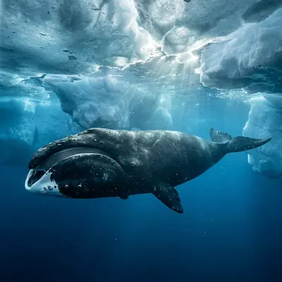 Bowhead Whale