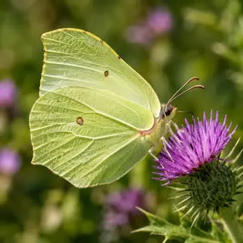 Brimstone