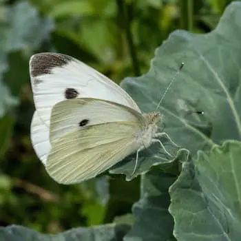 Cabbage White