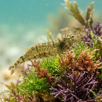 Chameleon Prawn