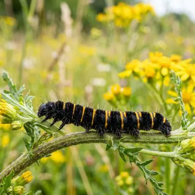 Cinnabar Moth Caterpillar