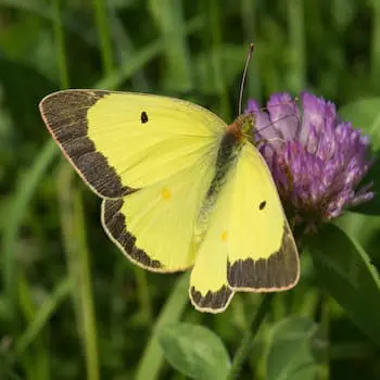Clouded Sulphur