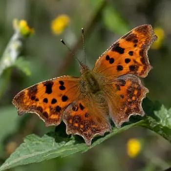 Comma