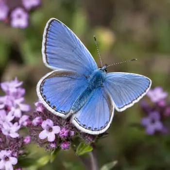 Common Blue