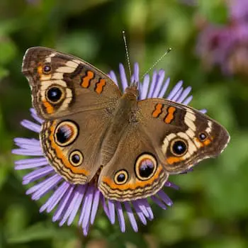 Common Buckeye