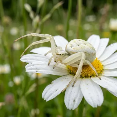 Crab Spider