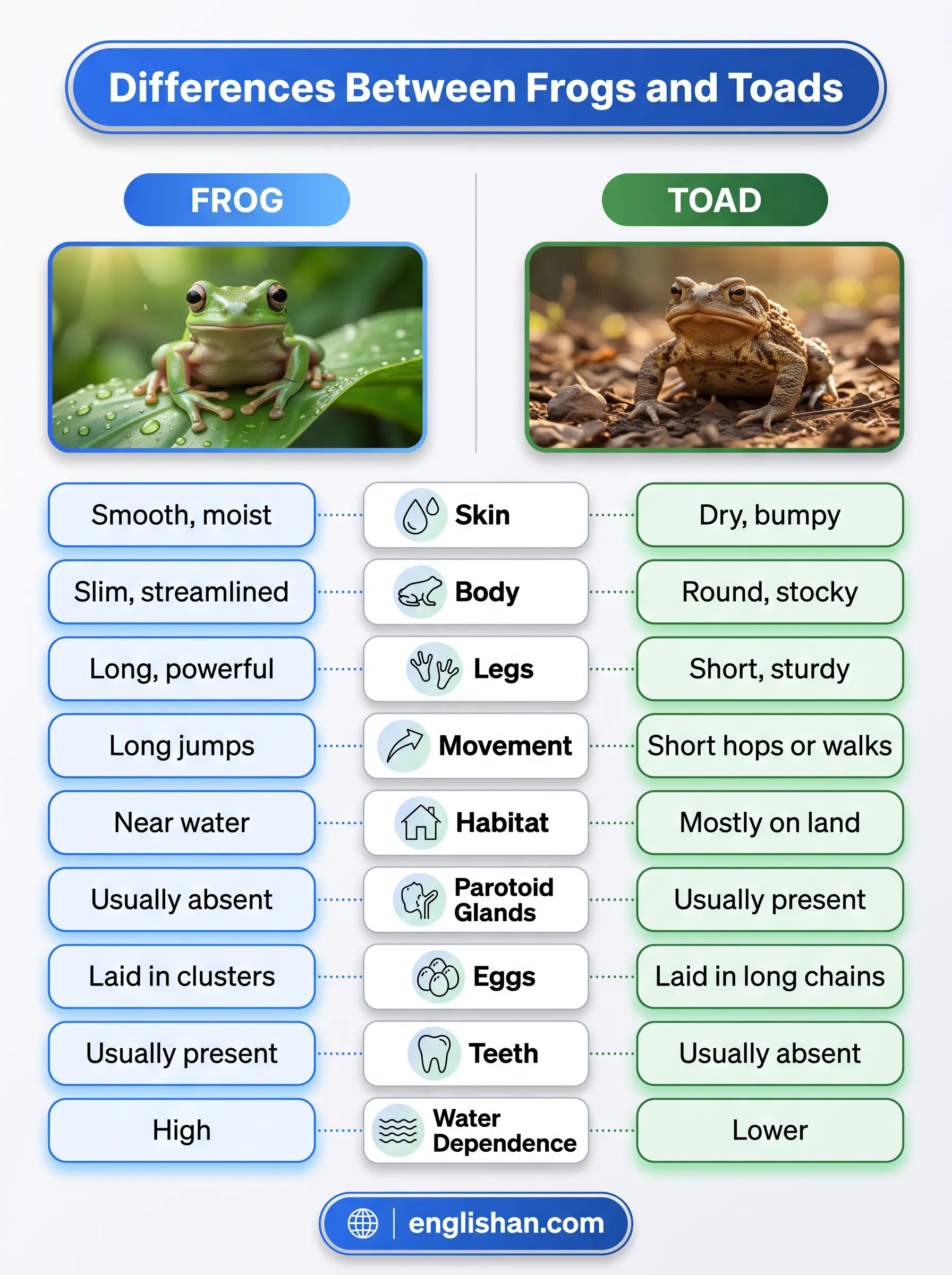 Differences between frog vs toad with a smooth skinned frog and bumpy skinned toad side by side