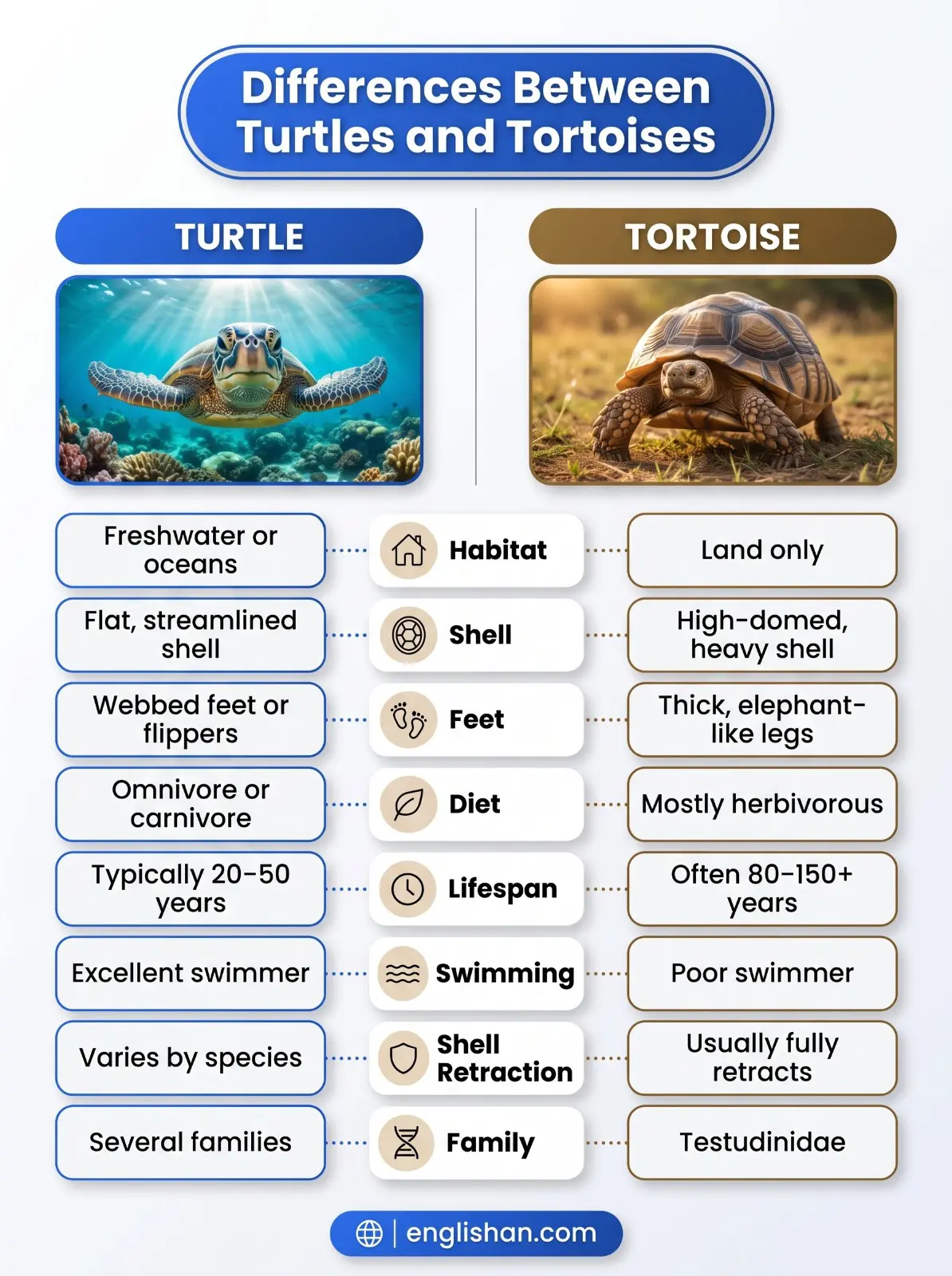 Differences Between Turtles and Tortoises showing Turtle in water and Tortoise on land with distinct shells