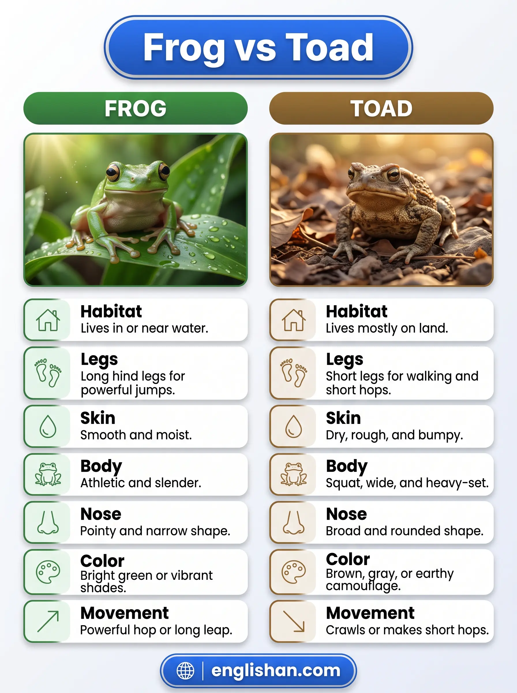 Frog vs toad comparison with smooth skinned frog and bumpy skinned toad side by side