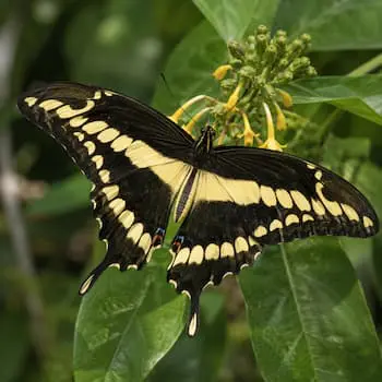 Giant Swallowtail