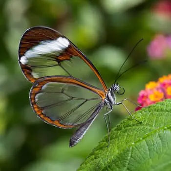 Glasswing