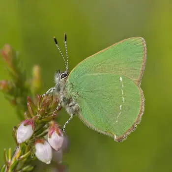 Green Hairstreak