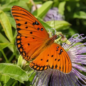 Gulf Fritillary
