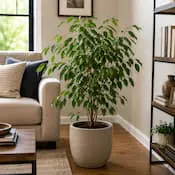 Houseplant