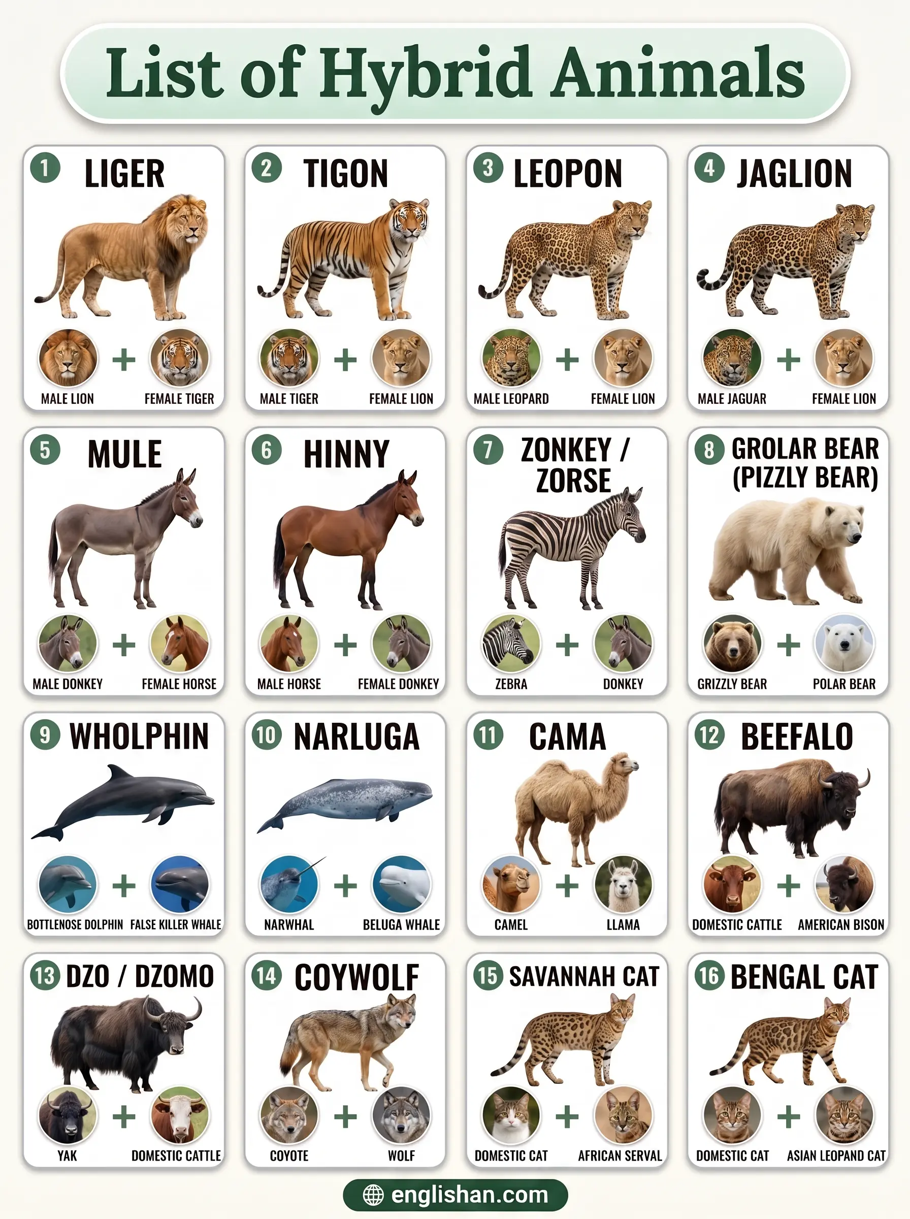 Hybrid animal names with pictures featuring liger, mule, wholphin, beefalo, and zebroid species.
