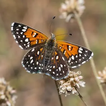 Mormon Metalmark