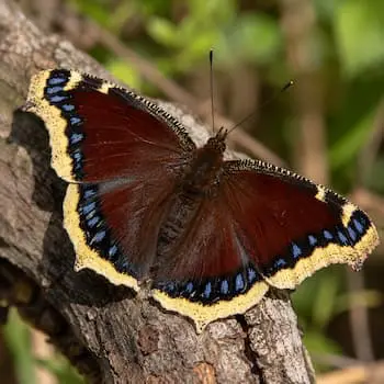 Mourning Cloak