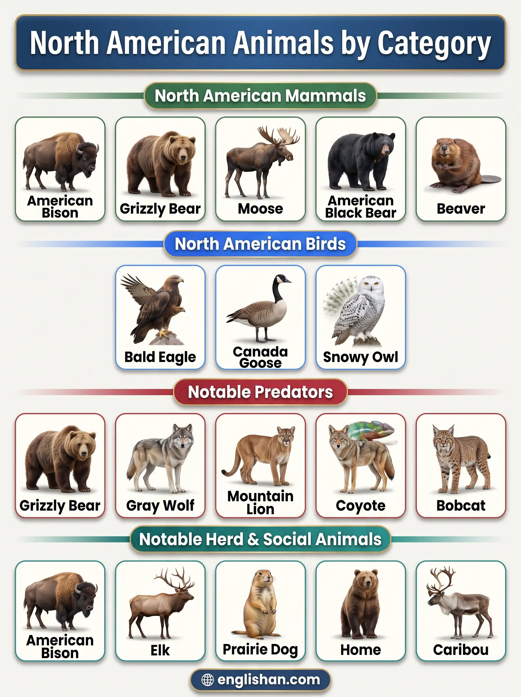 North American animals by category including mammals, birds, reptiles, fish, and amphibians with native species