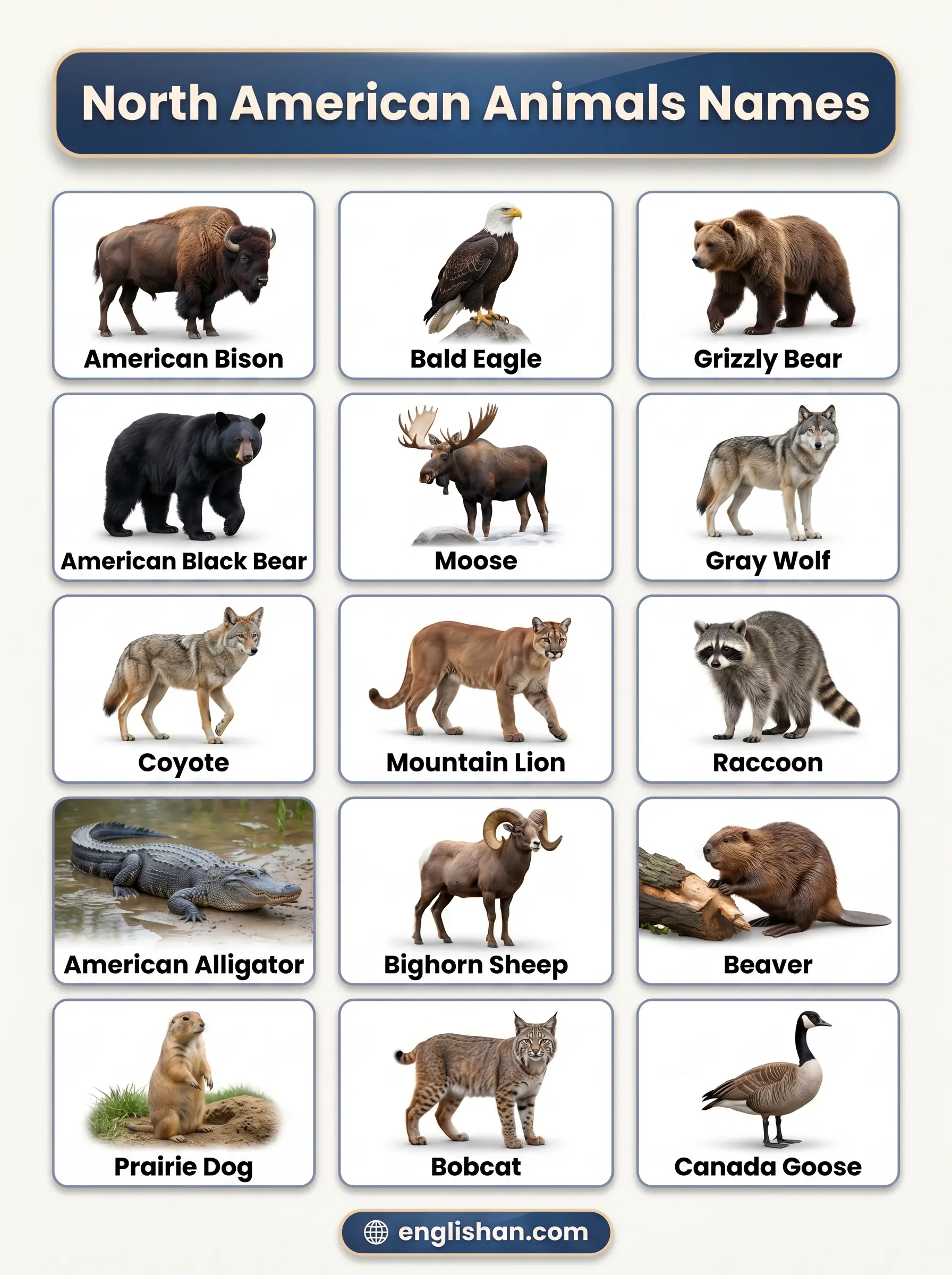 North American animals names with pictures featuring American bison, moose, gray wolf, and bald eagle