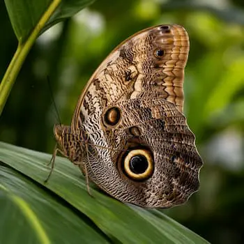 Owl butterfly
