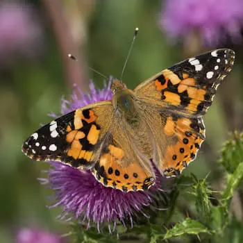 Painted Lady
