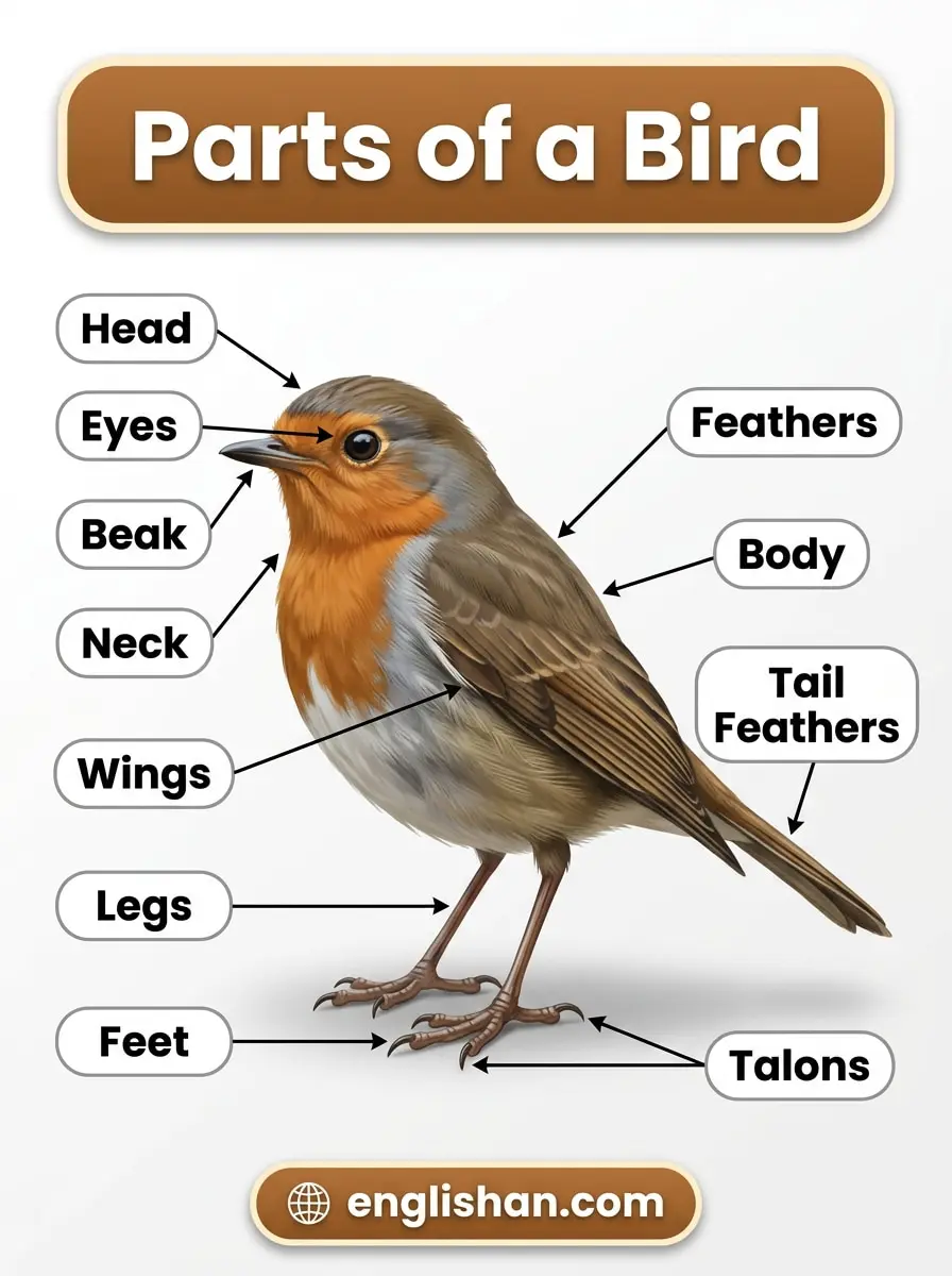 Parts of a Birds
