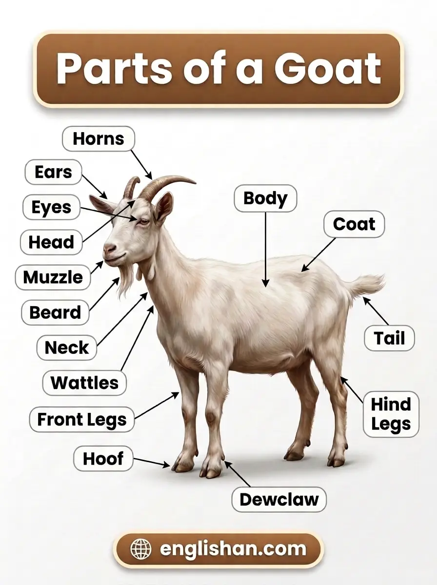 Parts of a Goat