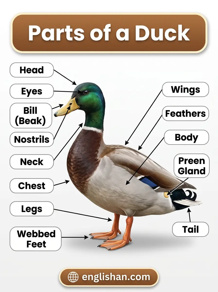 Parts of a duck