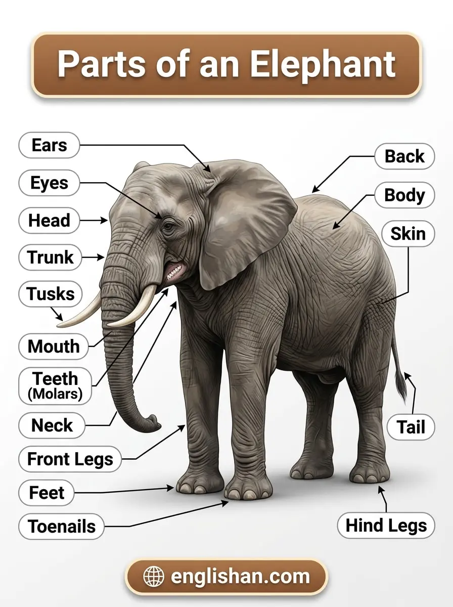 Parts of an Elephant