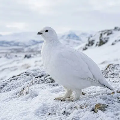 Ptarmigan