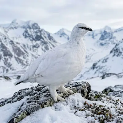 Ptarmigan
