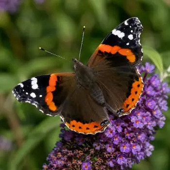 Red Admiral
