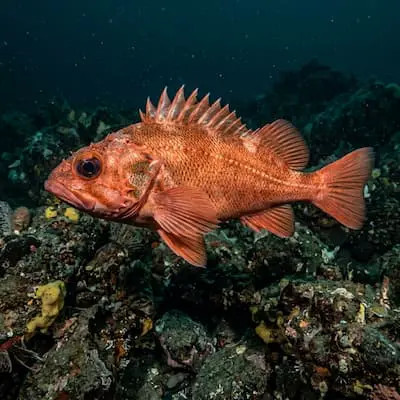 Rougheye Rockfish