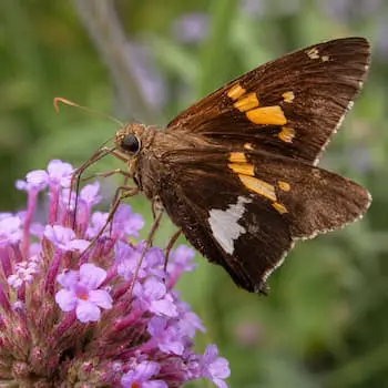 Silver Spotted Skipper