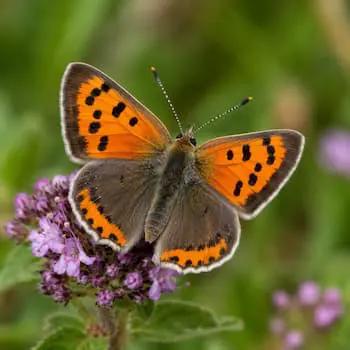 Small Copper