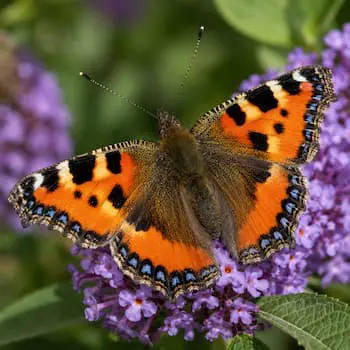 Small Tortoiseshell