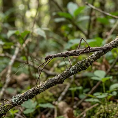 Stick Insect