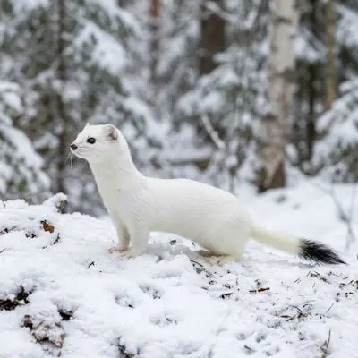 Stoat (Ermine)