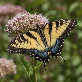 Tiger Swallowtail