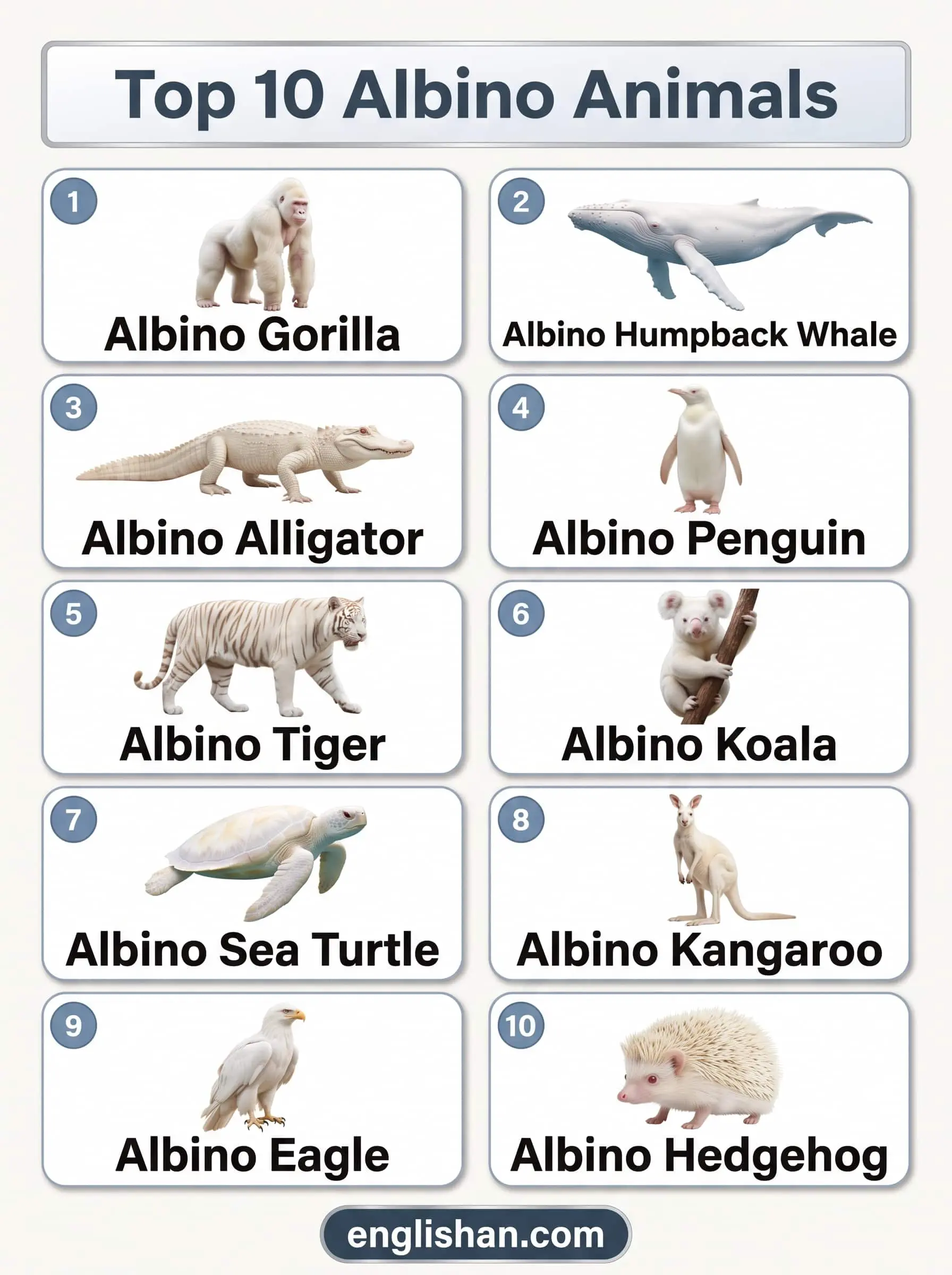 Top 10 albino animals featuring a gorilla, humpback whale, alligator, and other rare white species