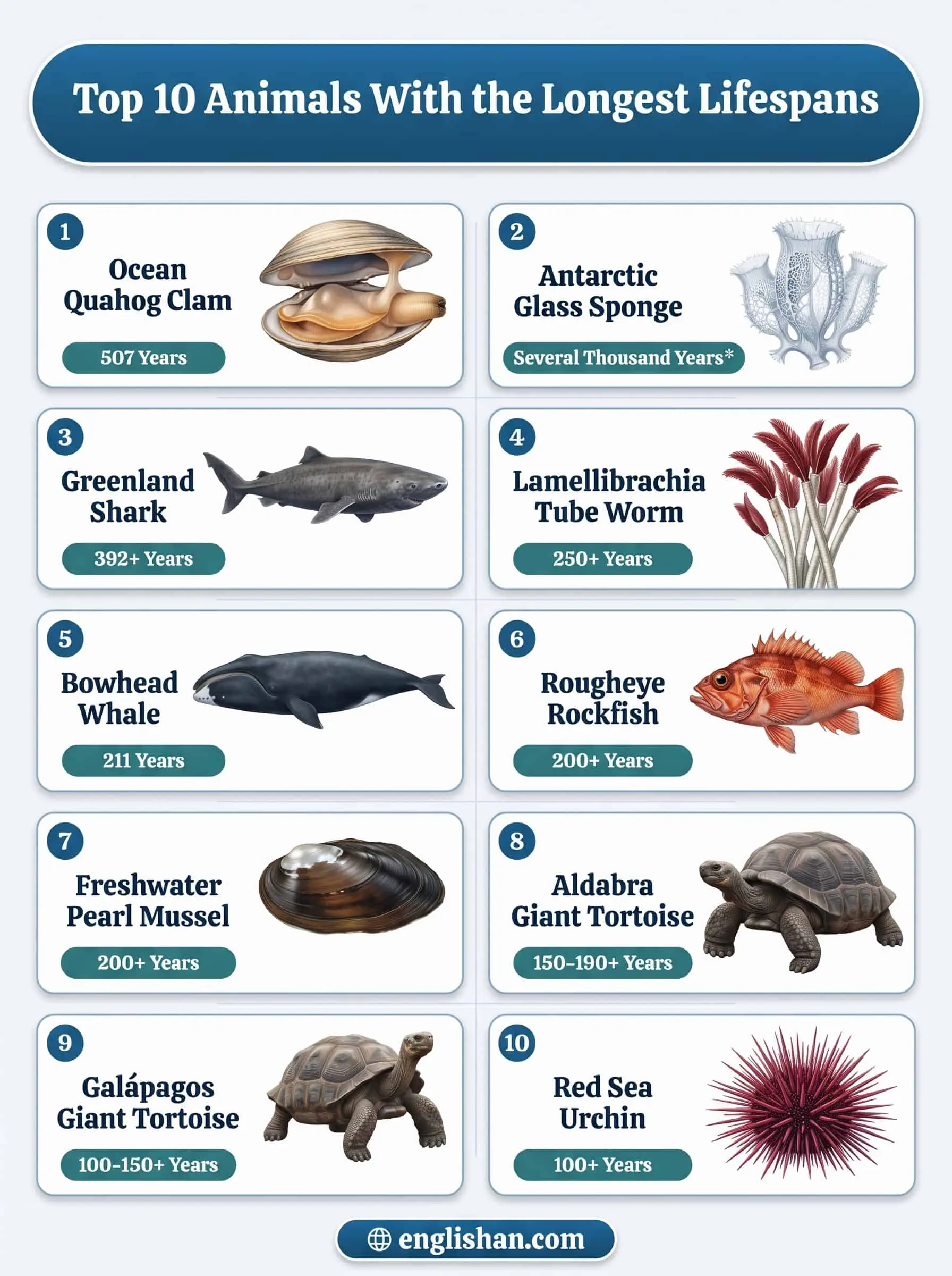 Top 10 animals with the longest lifespans featuring the Ocean quahog clam, Greenland shark, and Bowhead whale
