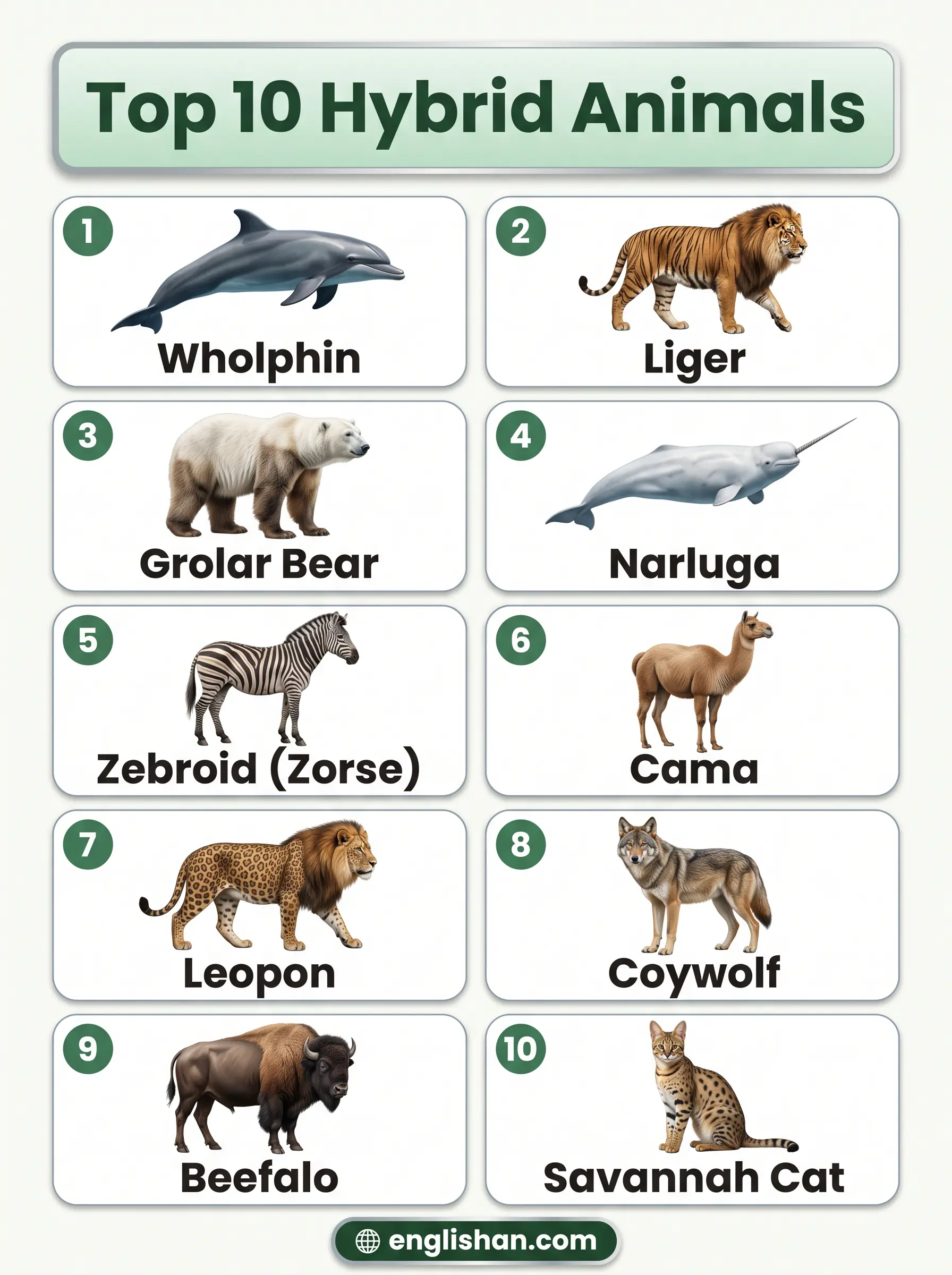Top rarest hybrid animals names with pictures including wholphin, jaglion, leopon, pizzly bear, and geep.
