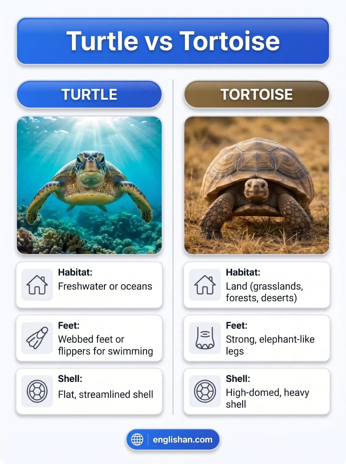 Turtle vs Tortoise comparison showing sea turtle in water and tortoise on land with different shell and limb structures