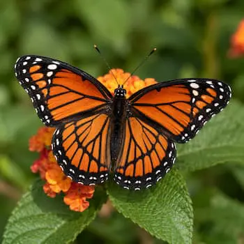 Viceroy